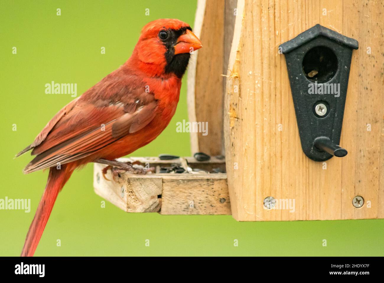 Northern cardinal on a birdhouse Stock Photo Alamy