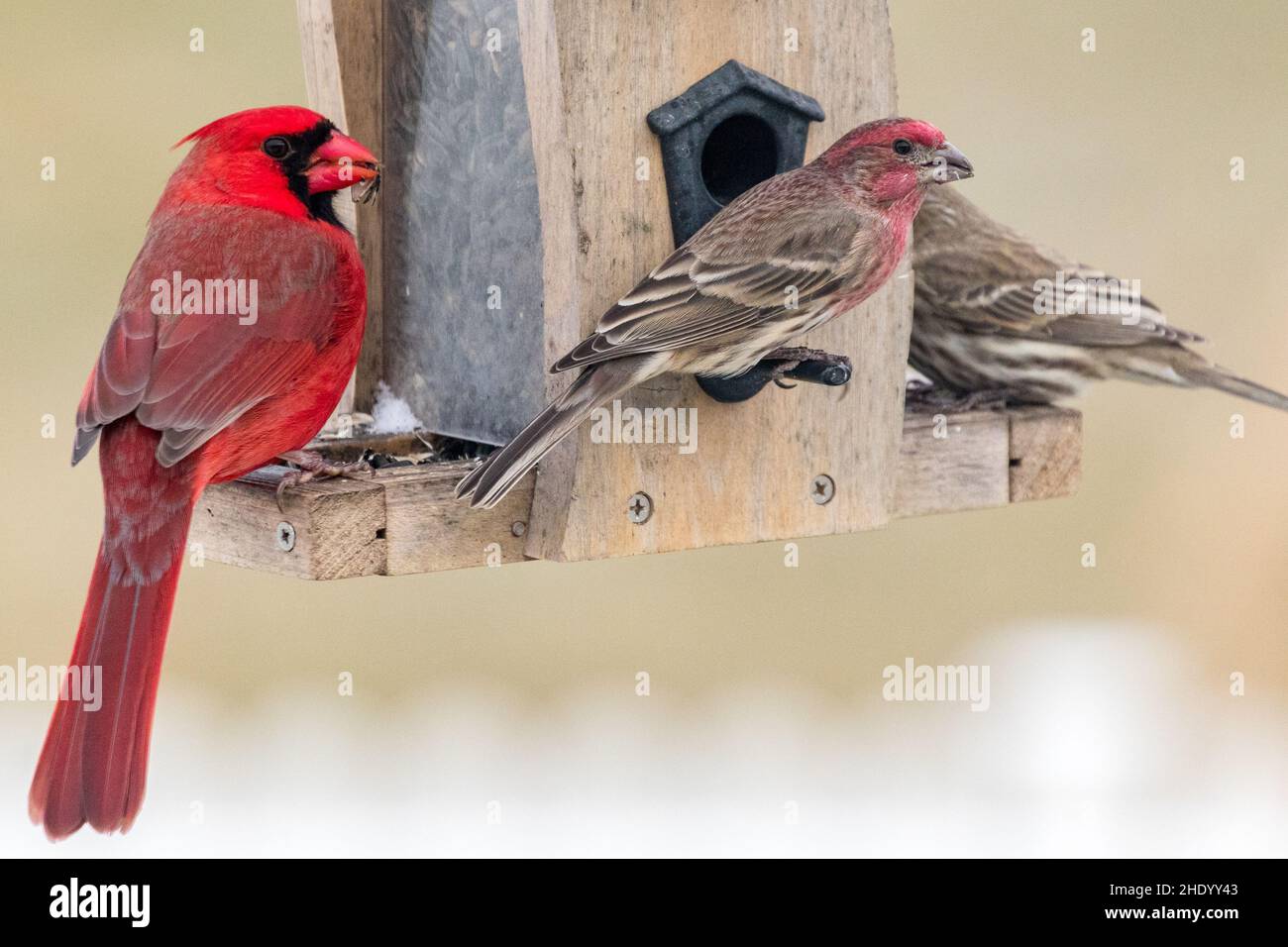 Northern cardinal on a birdhouse Stock Photo Alamy