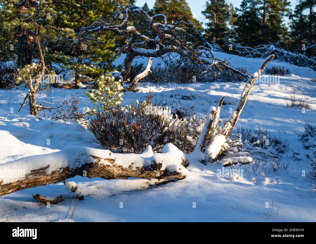 Winter in the forest Stock Photo - Alamy