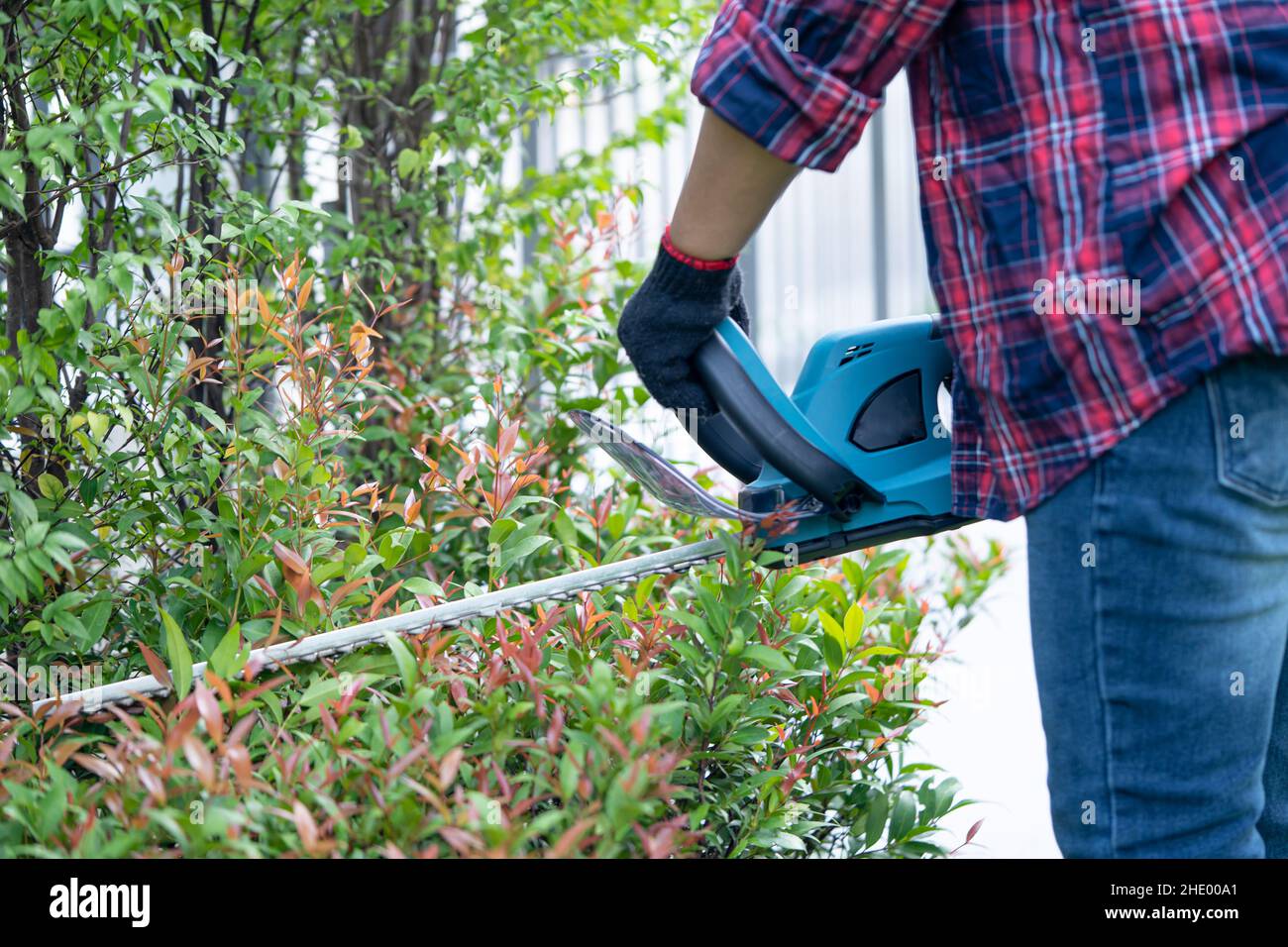 Gardener holding electric hedge trimmer to cut the treetop in garden