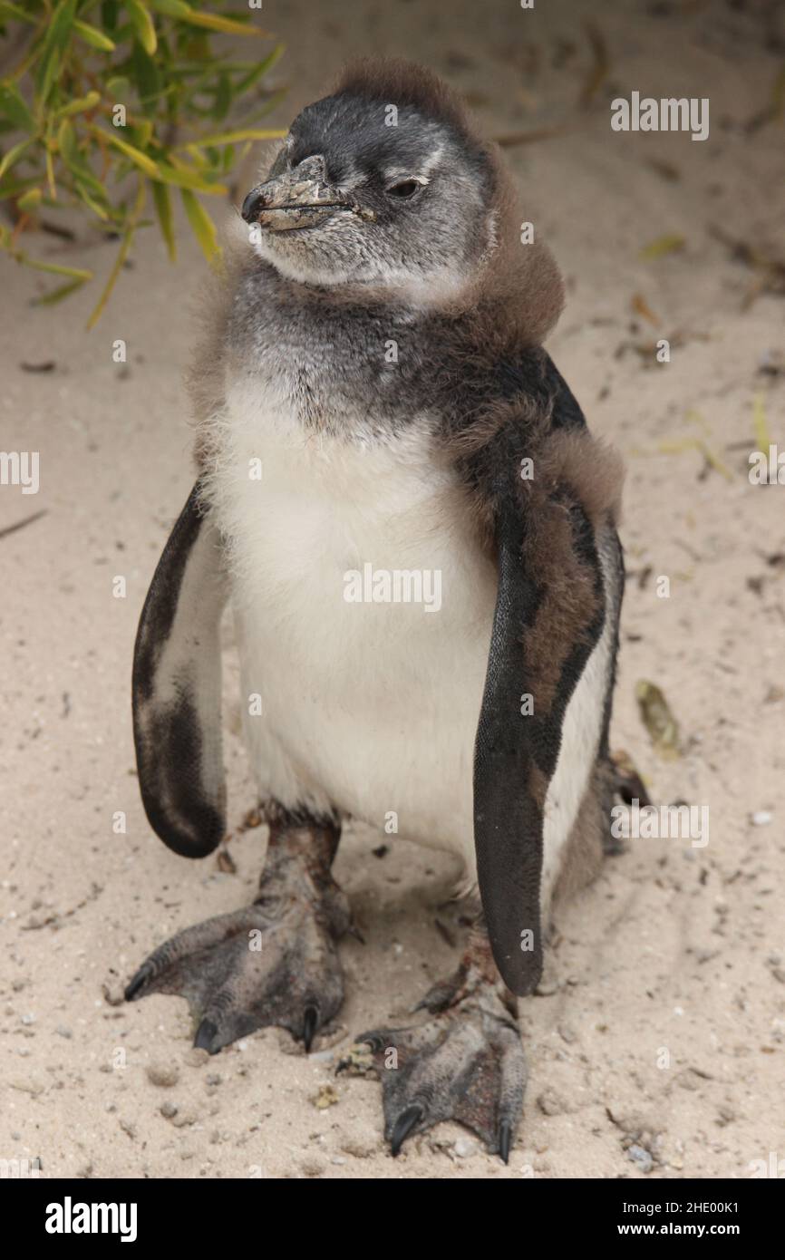 Baby Jackass Penguin, Cape Town, South Africa Stock Photo Alamy