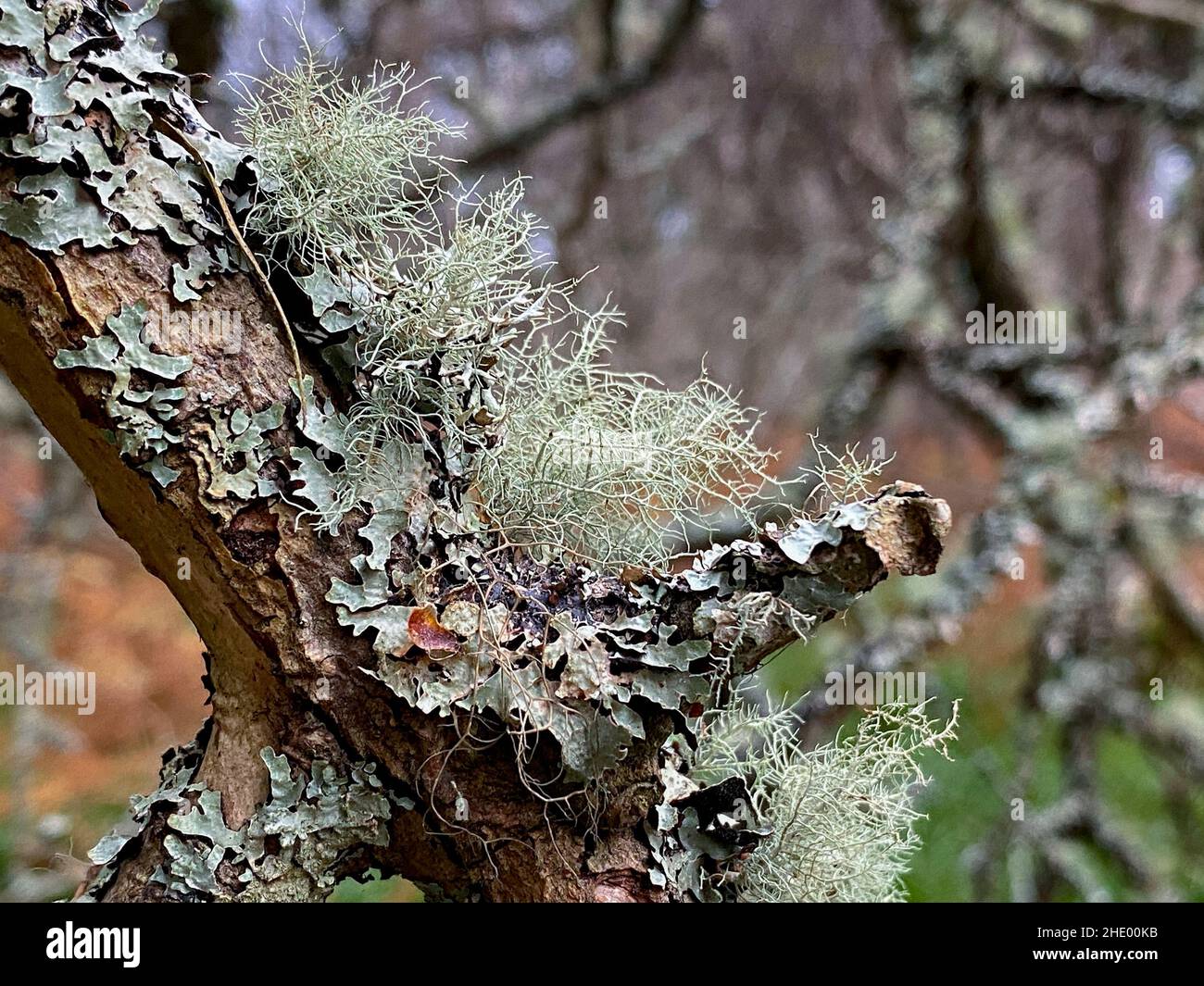 Foliose and fruticose Lichen growing on trees in the Caledonian Forest, an the ancient (old-growth) temperate rainforest in the Cairngorms in the High Stock Photo