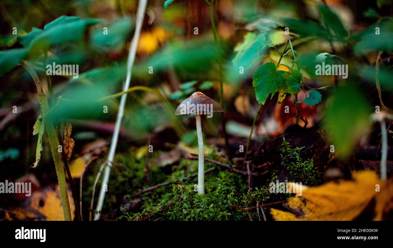 Closeup shot of a mushroom in a forest during the day Stock Photo - Alamy
