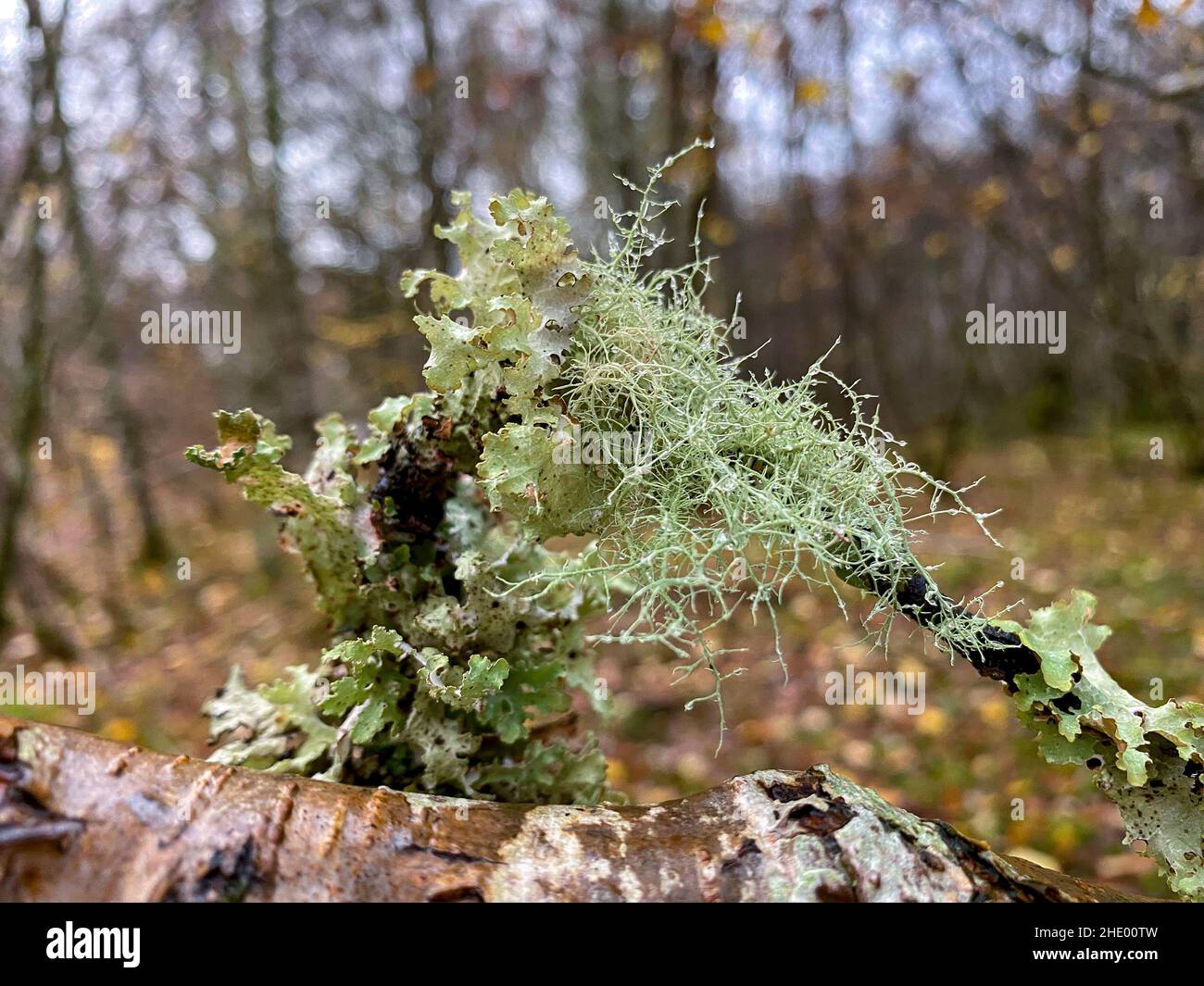 Foliose and fruticose Lichen growing on trees in the Caledonian Forest, an the ancient (old growth) temperate rainforest in the Cairngorms in the High Stock Photo
