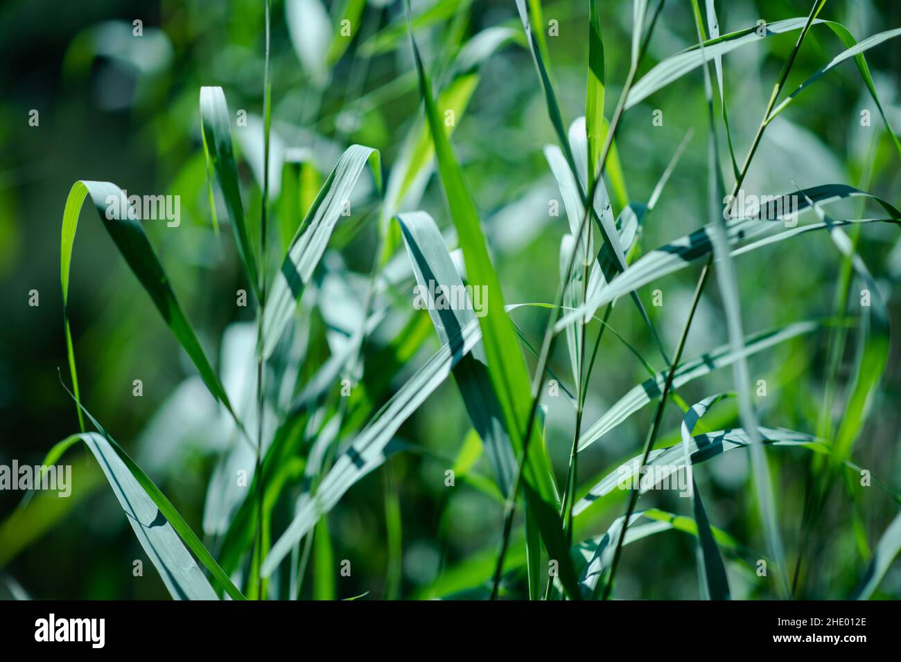 Beautiful shot of some plants forest during the day Stock Photo - Alamy
