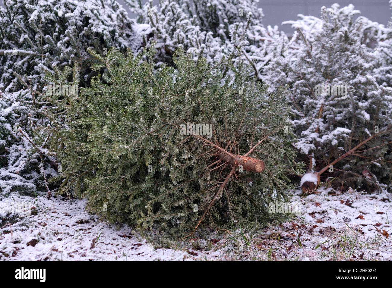 Dry, old and used  Christmas trees with snow are lying at a collection point in a residential area in order to be collected by public services. Seen i Stock Photo