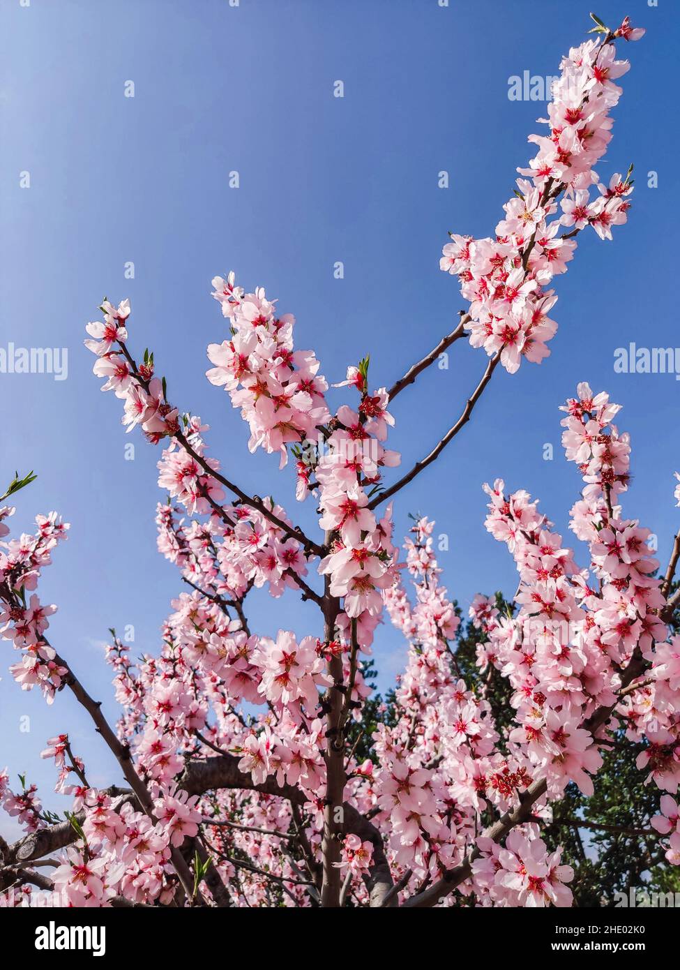 Beautiful almond branch blooming in February. Pink almond blossoms over blue sky Stock Photo