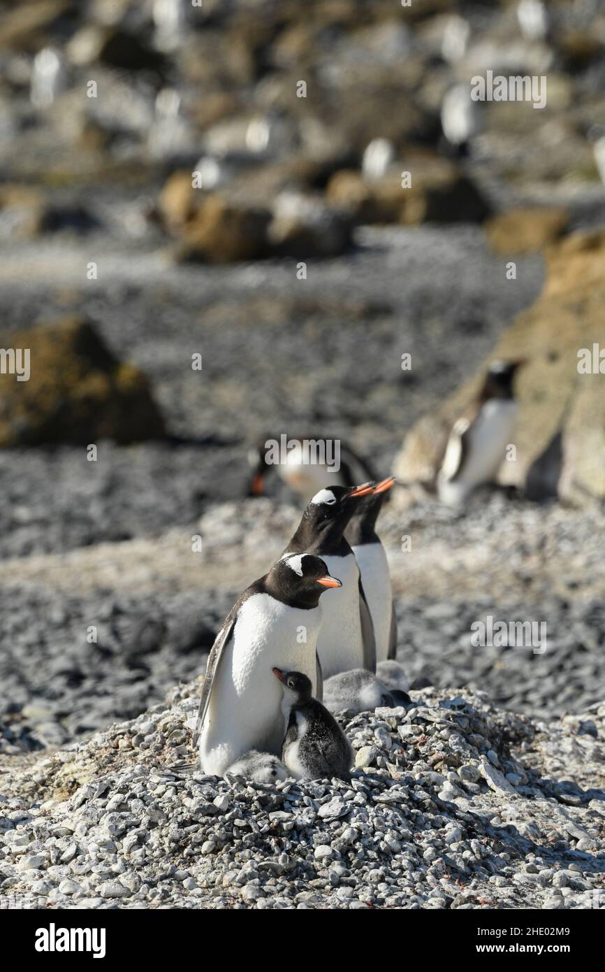 Gentoo penguin colony at Brown Bluff, Antarctica. Stock Photo