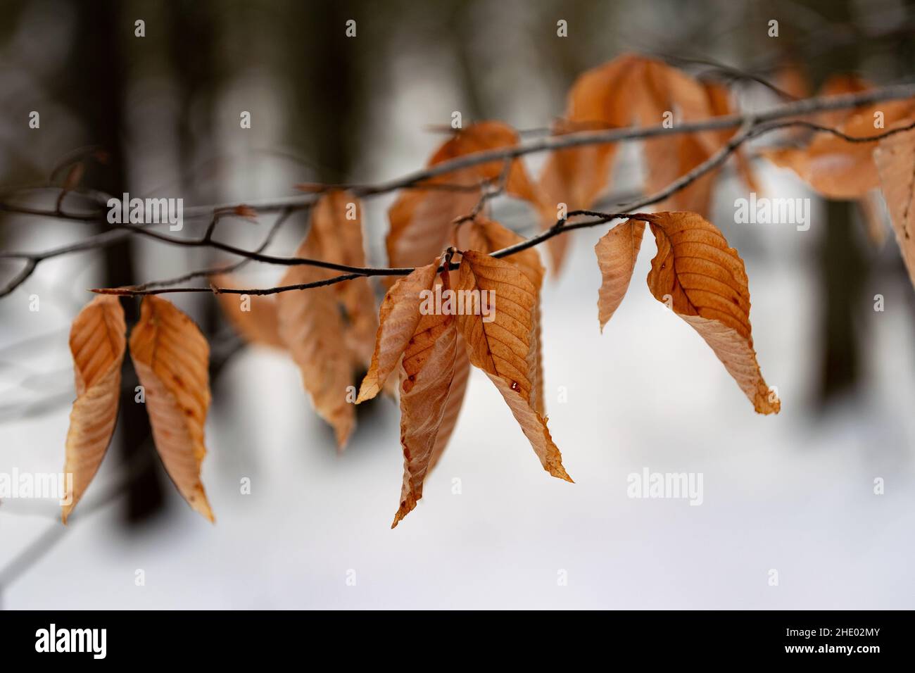Dried leaves on a limb of tree in snow covered forrest. Stock Photo
