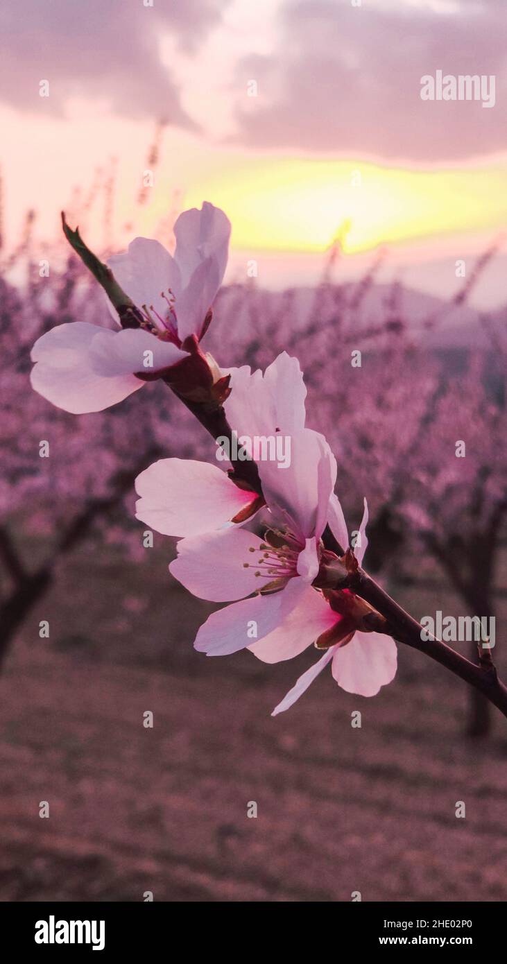 Detail of some almond blossoms in the field. Pink almond flowers Stock Photo