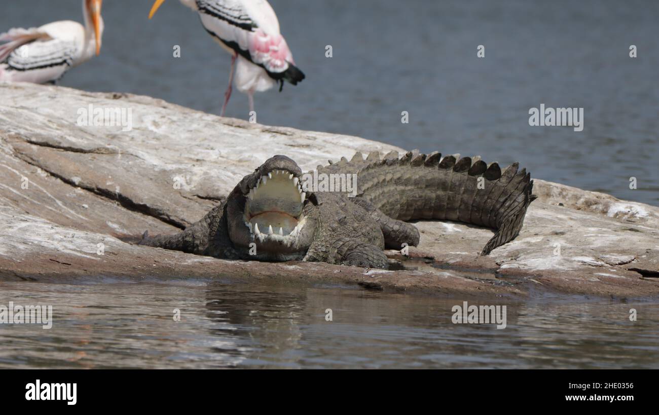 Beautiful shot of mugger crocodile with mouth wide open beside the river Stock Photo