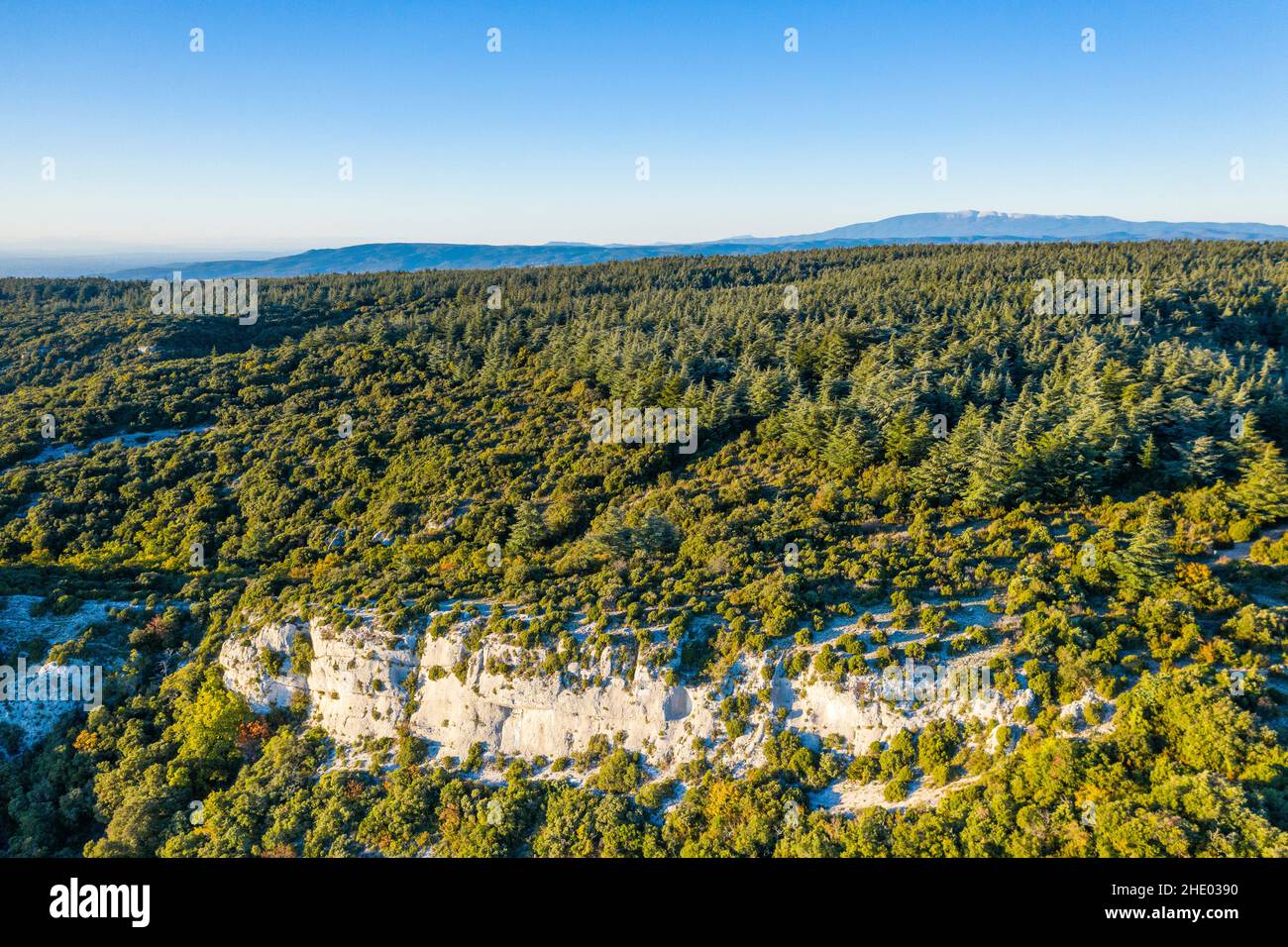 France, Vaucluse, Parc Naturel Regional du Luberon (Luberon Natural Regional Park), Lacoste, Foret de Cedres du Petit Luberon (Cedar forest of Petit L Stock Photo