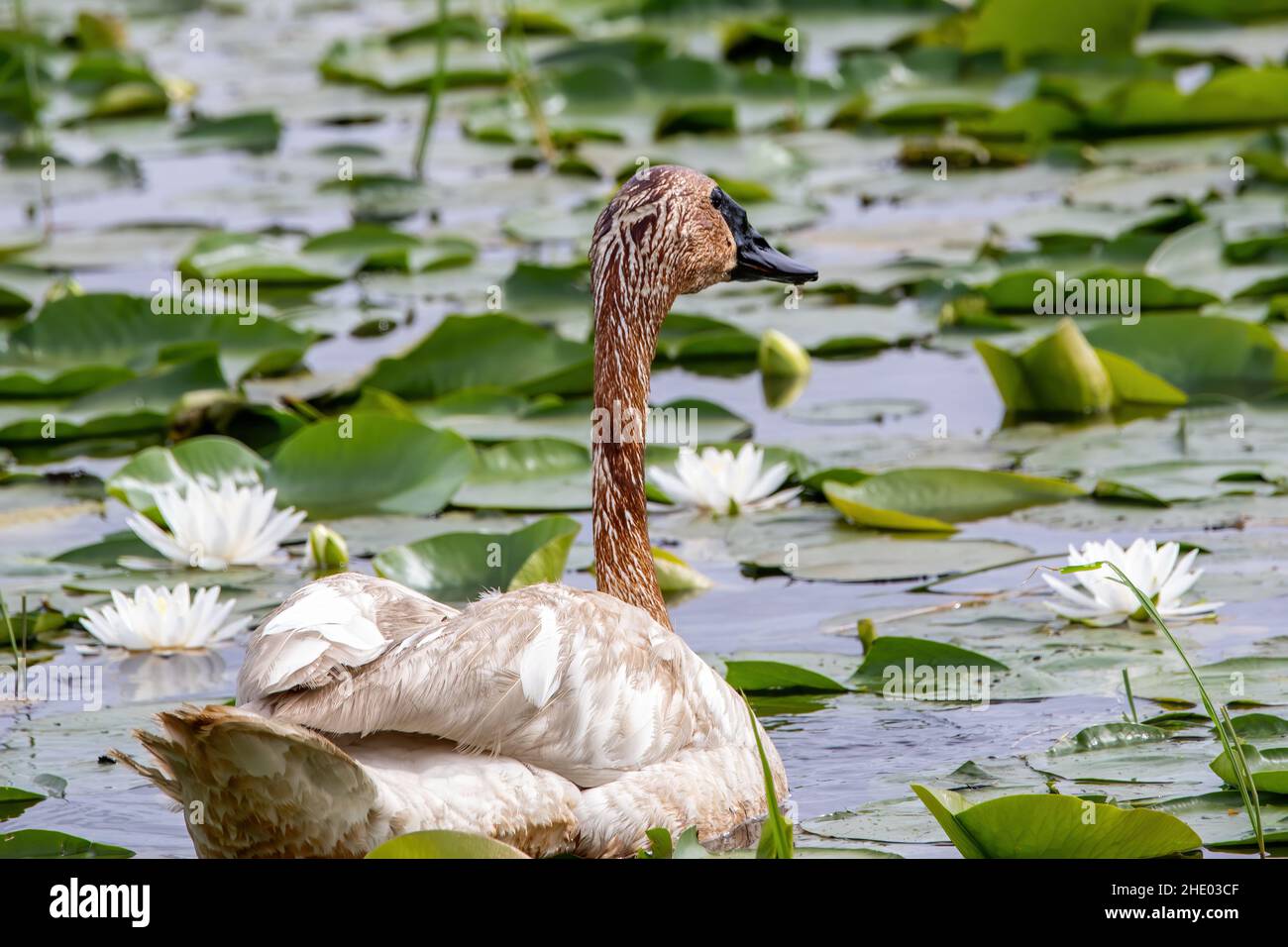 Trumpeter swan among the lilypads on Phantom Lake at Crex Meadows