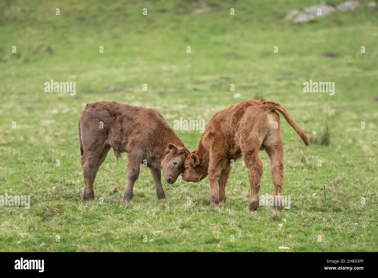 Brown calves close up, in a field in Scotland, uk in the Summertime
