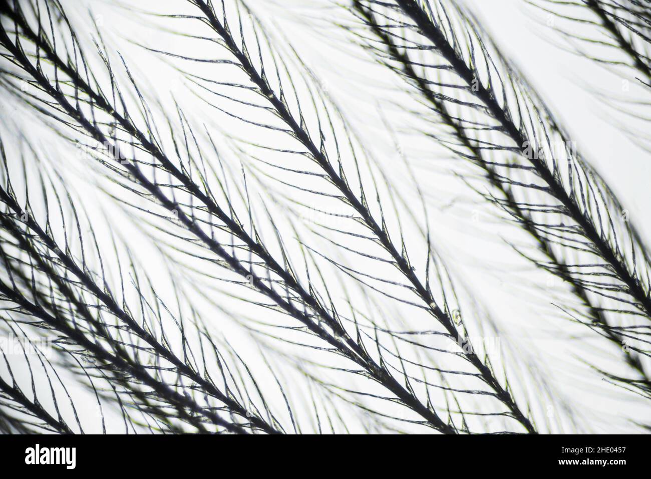Feather from a pillow under a microscope, magnification of 40 times
