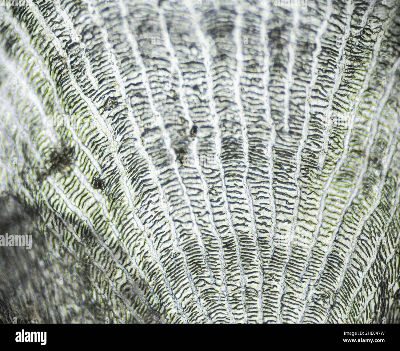 Natural marine fish scale under a microscope, fish scale close up