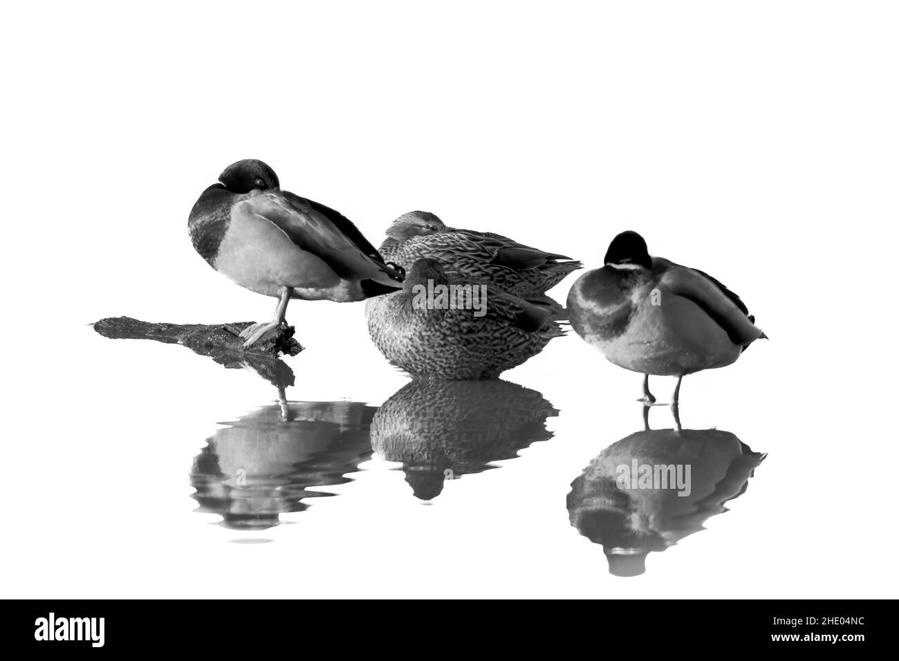 Grayscale shot of thee  little grebes with reflection on the water on a white background Stock Photo