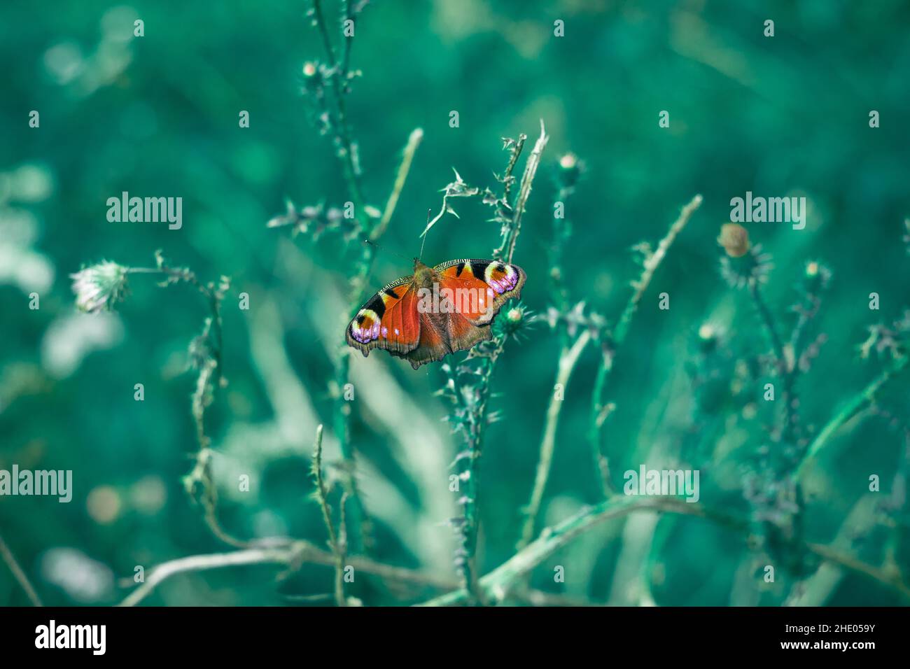 Macro shot of a butterfly on vegetation in the summer season Stock Photo