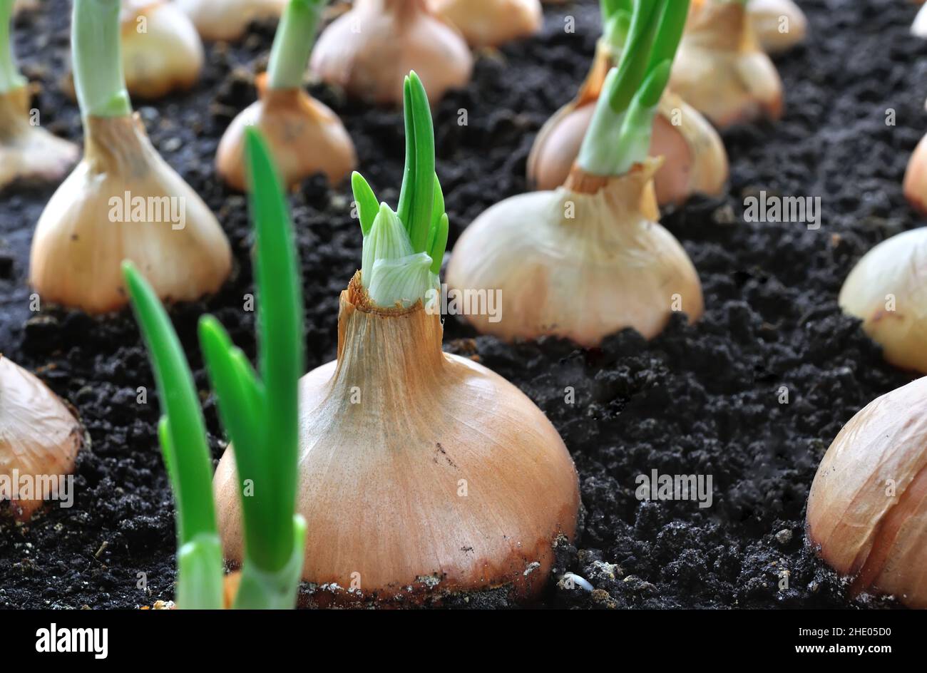 close-up of growing green onion in the vegetable garden Stock Photo