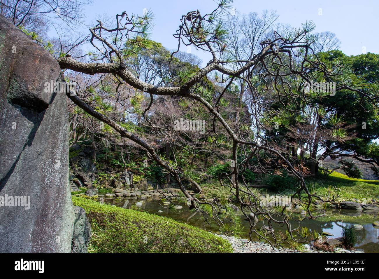 Work of gardener- small curved pine tree on a rock-in Koishikawa Korakuen park in Tokyo A few days before sakura blossoms begins Stock Photo