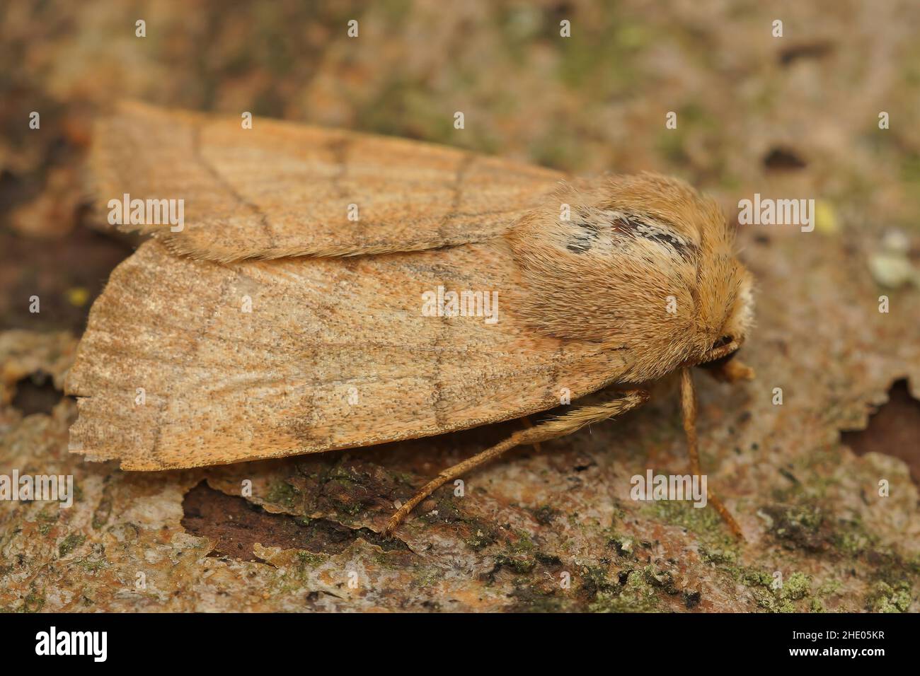 Closeup on the lightbrown Trebble lines moth, Charanyca trigrammica sitting on a piece of wood in the garden Stock Photo