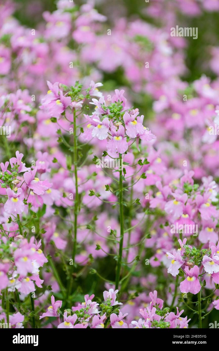 Nemesia denticulata, toothed aloha' Lilac-pink flowers Stock Photo