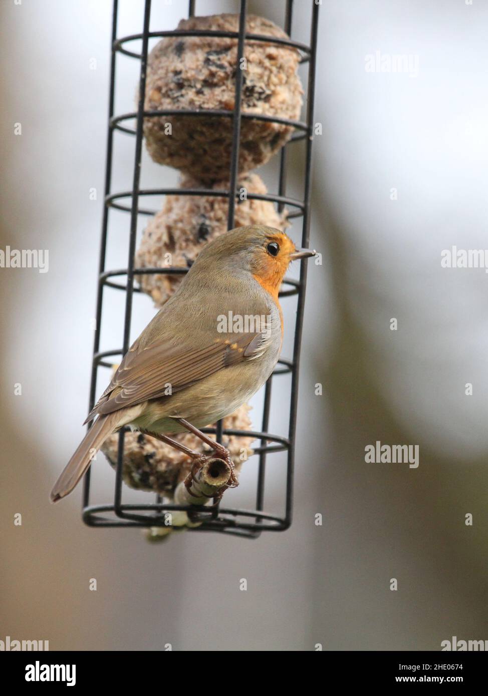 Vertical shot of a European robin on a stick Stock Photo