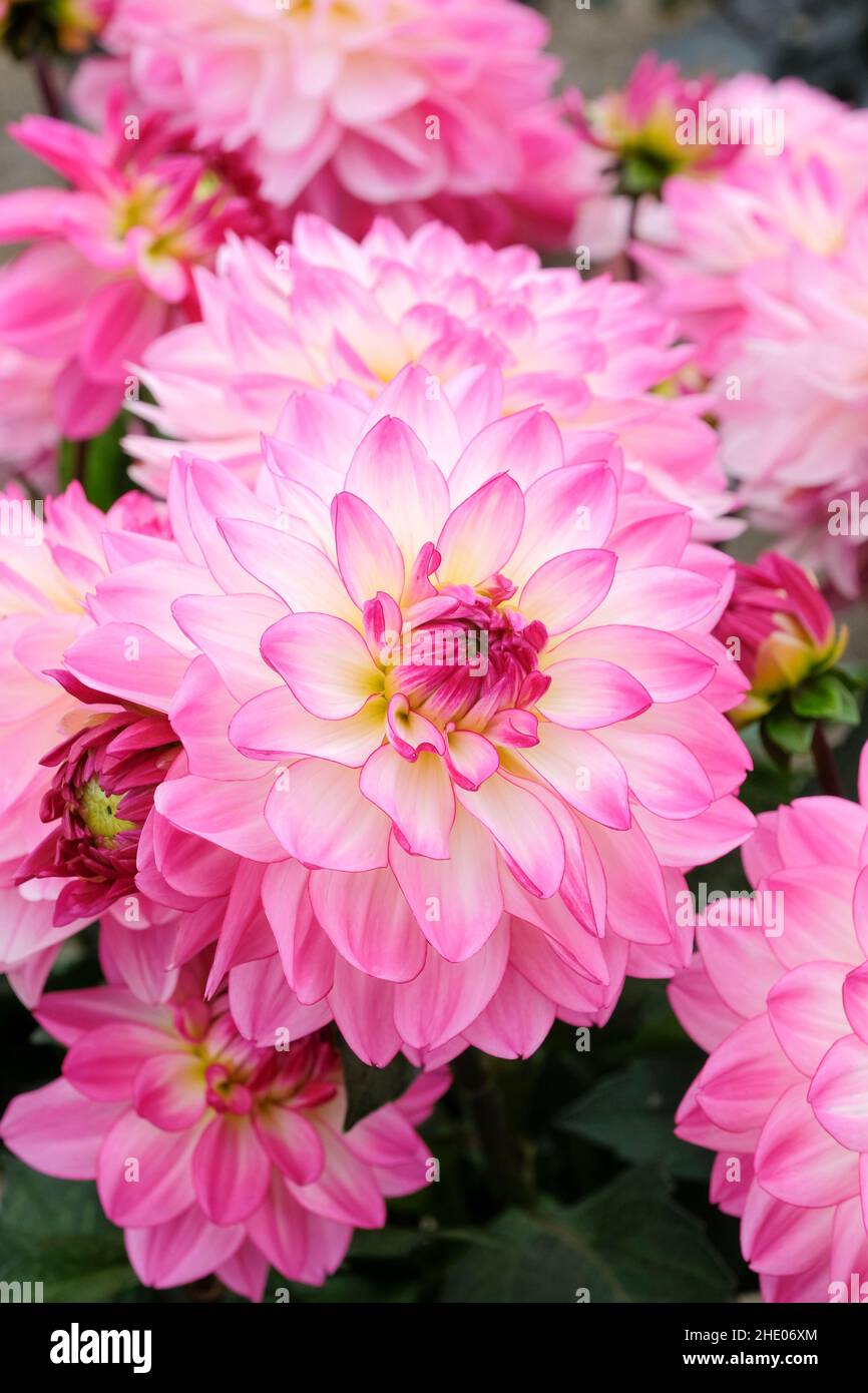 Dahlia 'Sincerity', Dahlia  Dahsc226. Mid-height decorative, pink-tipped petals with a hint of yellow Stock Photo