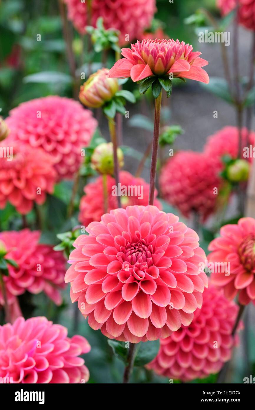 Dahlia 'Zundert Mystery Fox'. Ball dahlia, burnt orange flower Stock Photo