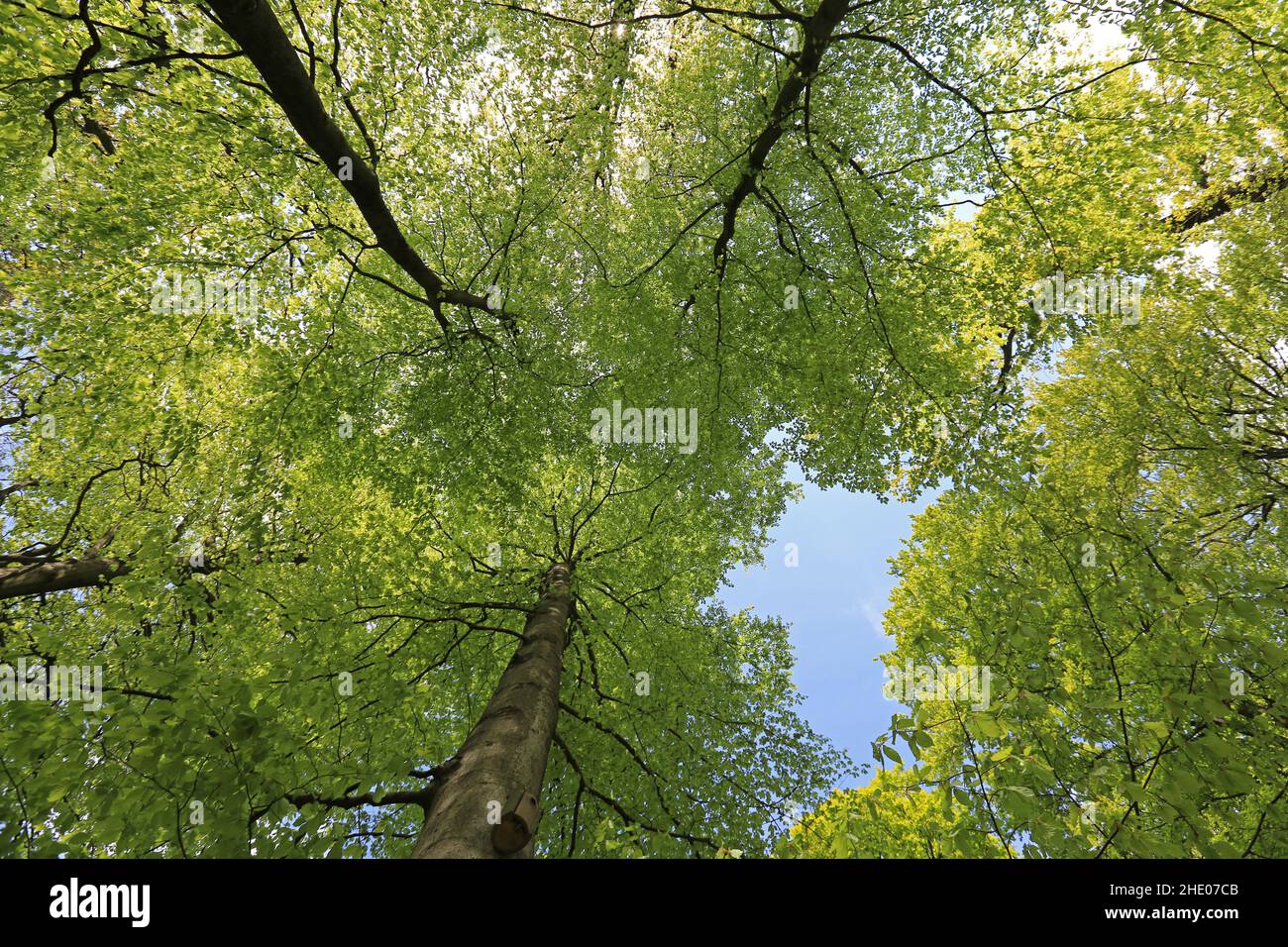 Looking up trees with green leaves against the sky Stock Photo Alamy