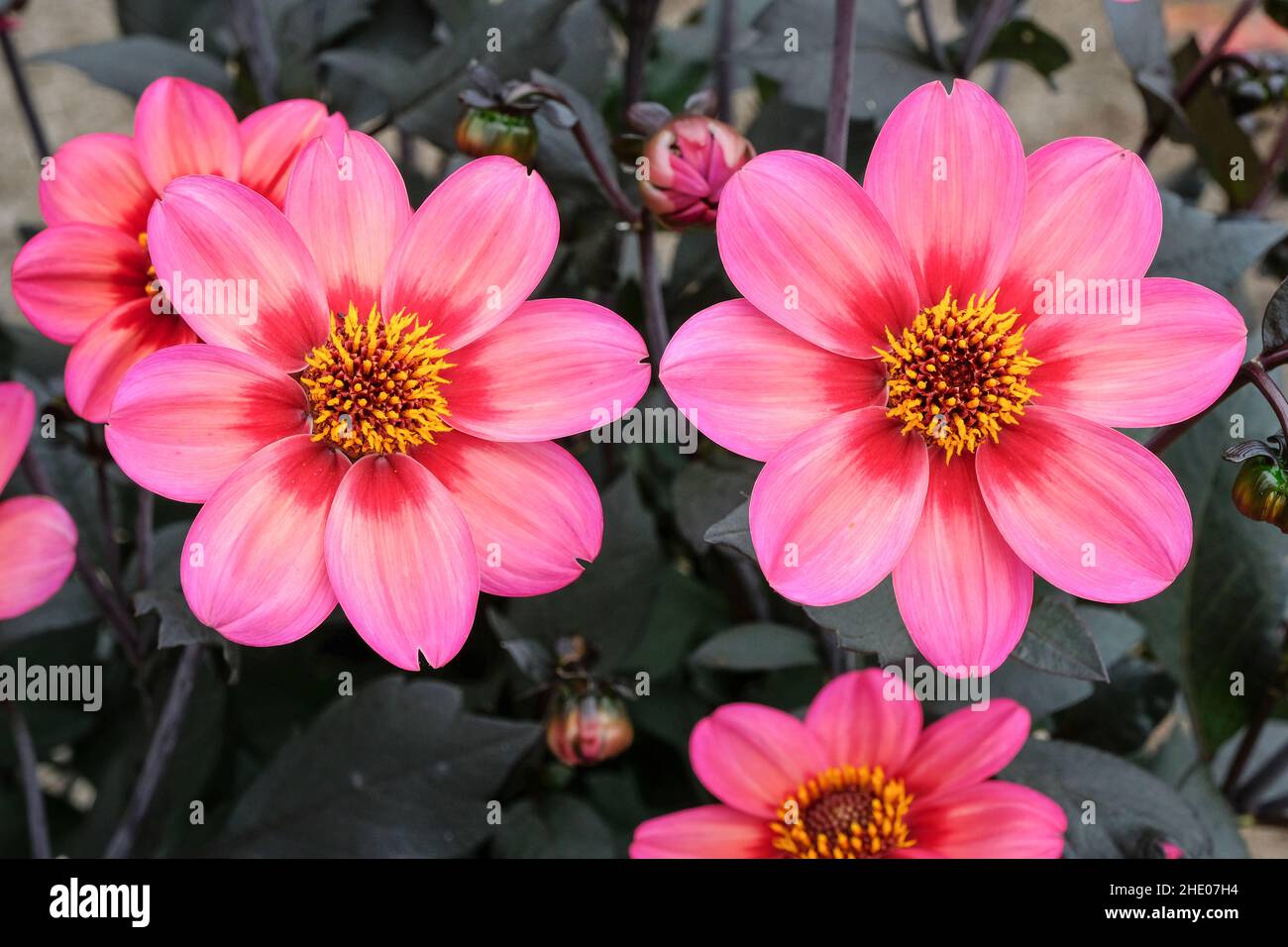 Dahlia 'Dahlegria Tricolore' (Dahlegria Series), Dahlia 'Dahlgr85