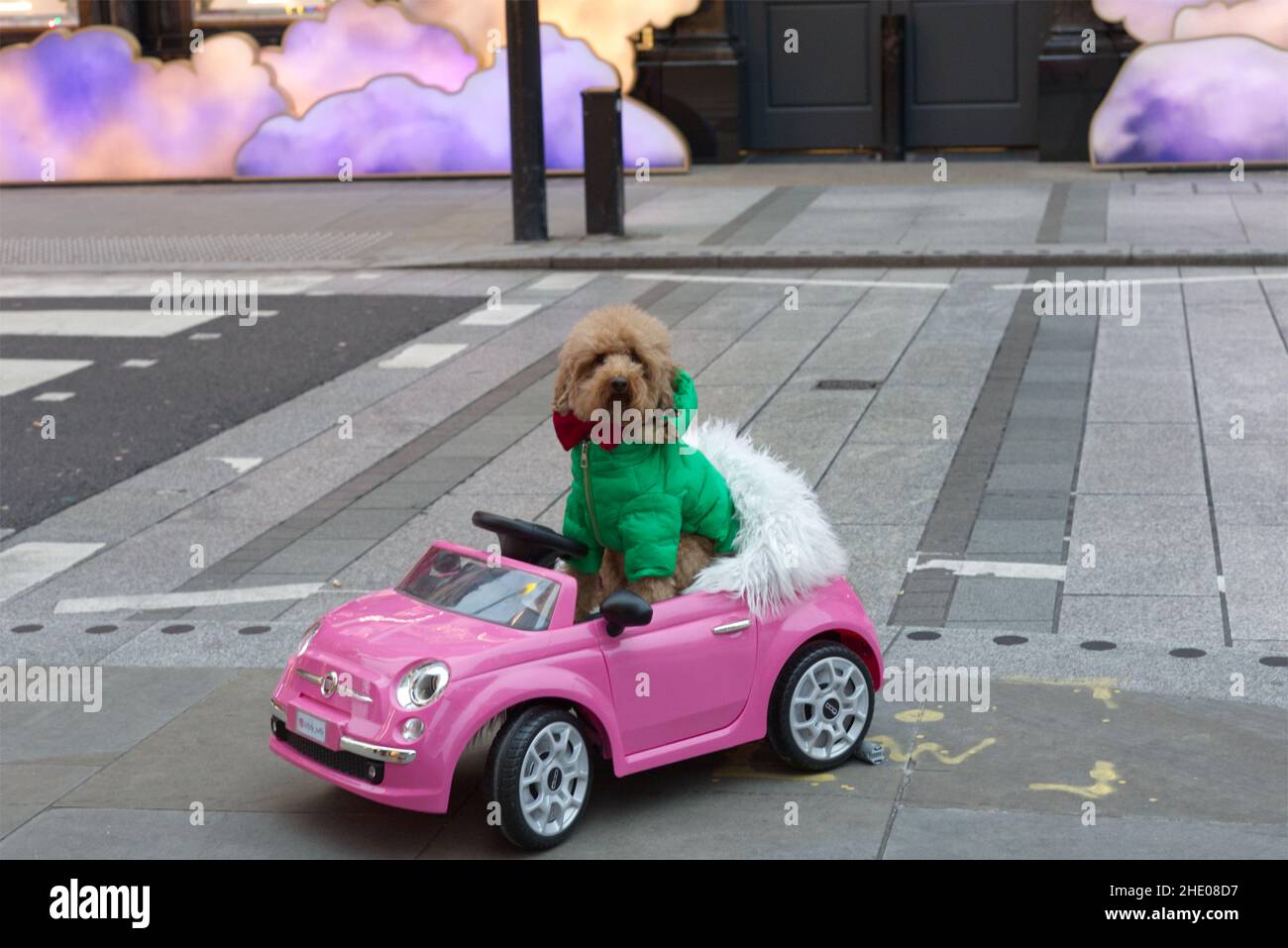 dog in a pink toy car on bond street at Christmas. Stock Photo