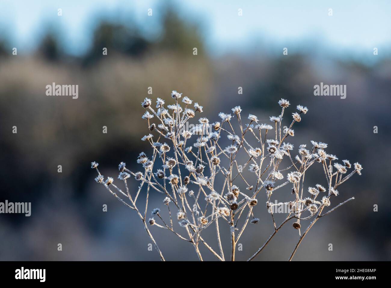 Frozen over shrub, near Garstedt, Lower Saxony, Germany Stock Photo