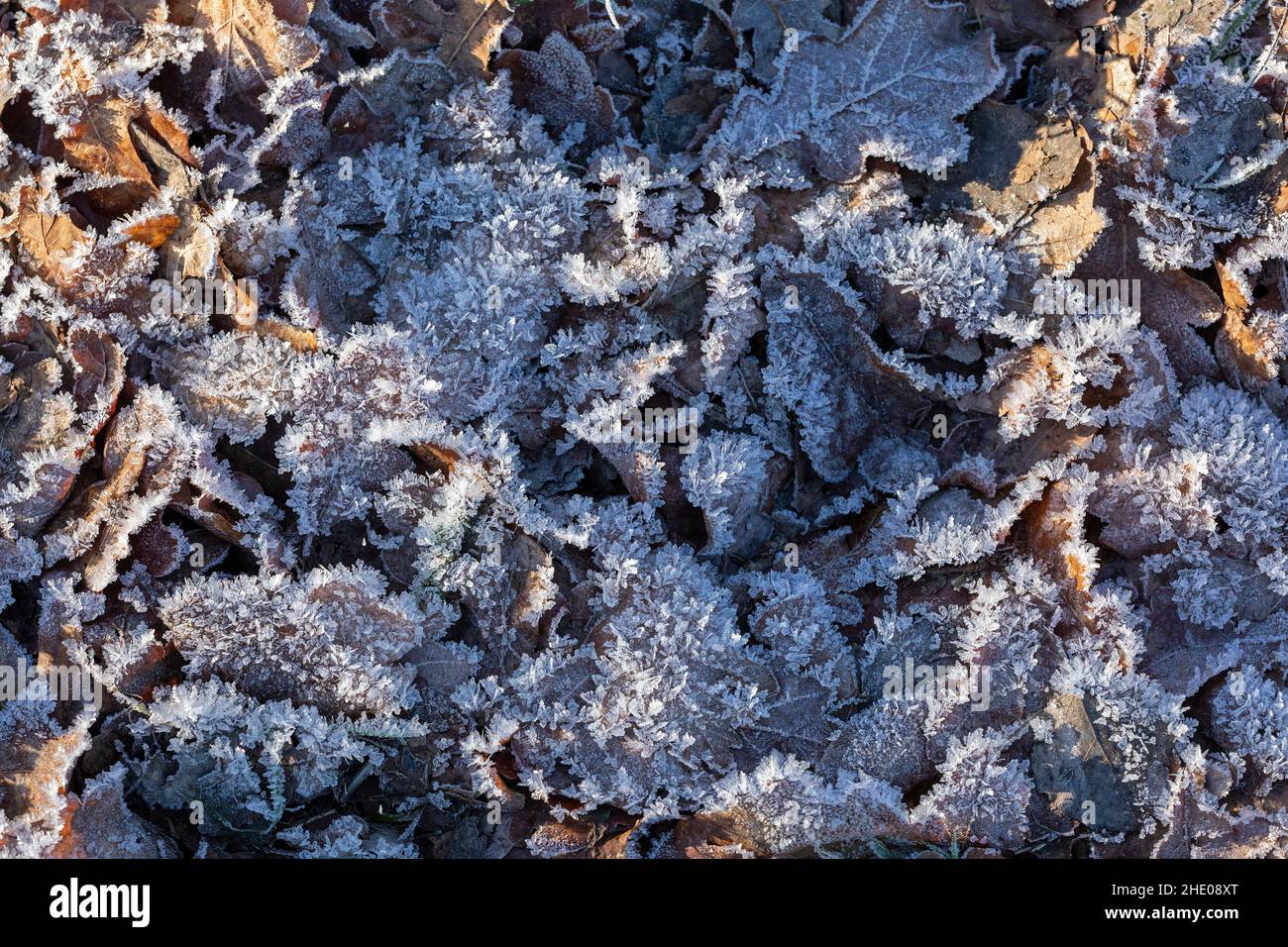 Gefrorene Blätter, bei Garstedt, Niedersachsen, Deutschland | Frozen leaves, near Garstedt, Lower Saxony, Germany Stock Photo