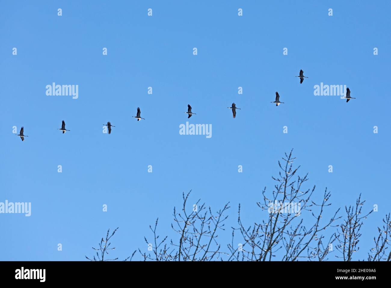 Common Cranes (Grus grus) in flight, near Garstedt, Lower Saxony, Germany Stock Photo