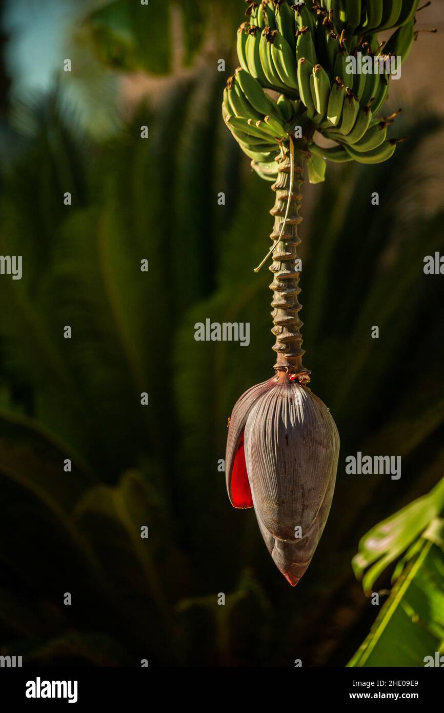 Banana flower bud hanging from tree, leaves open. Stock Photo