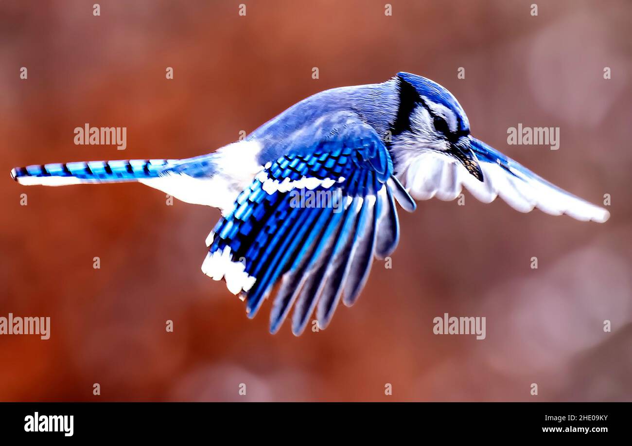 A Bluejay flying along in the garden Stock Photo