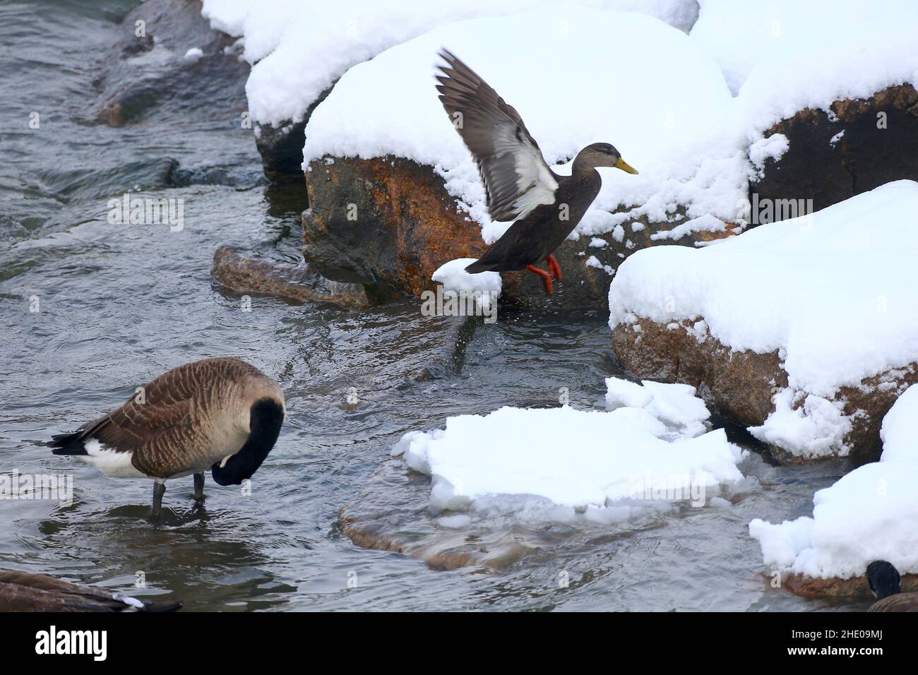 Atmosphere of the first snow of the season in New York City, NY on ...