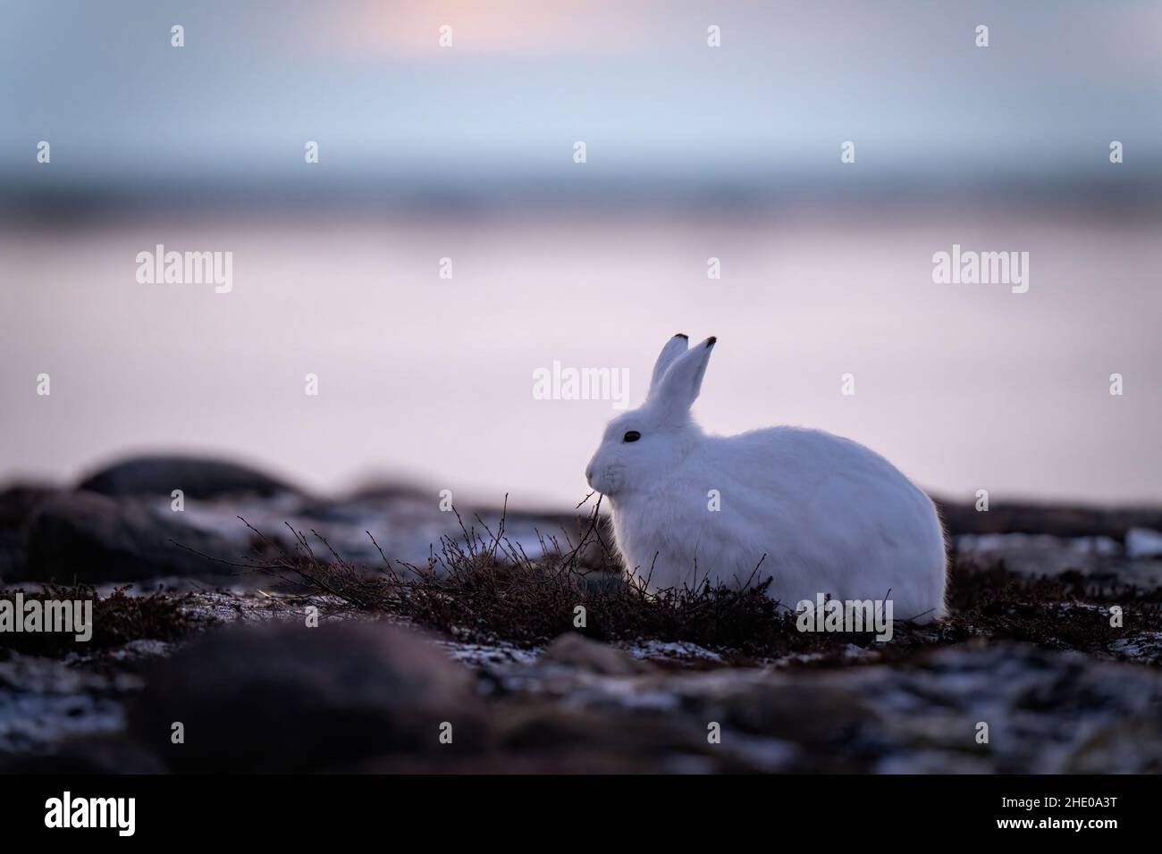 Arctic hare feeds on plants on tundra Stock Photo