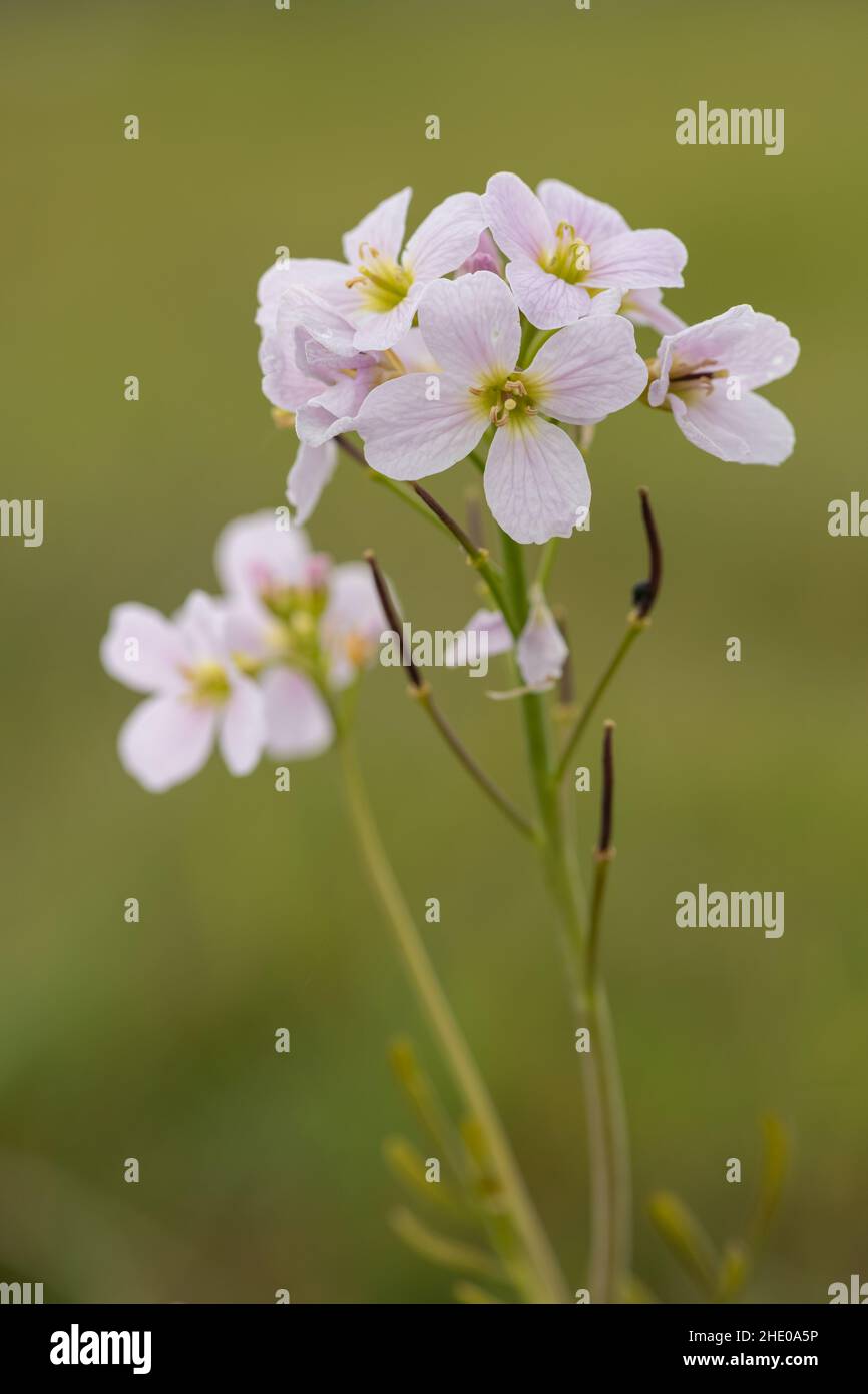 Close up of a cuckoo flower (cardamine pratensis) in bloom Stock Photo ...
