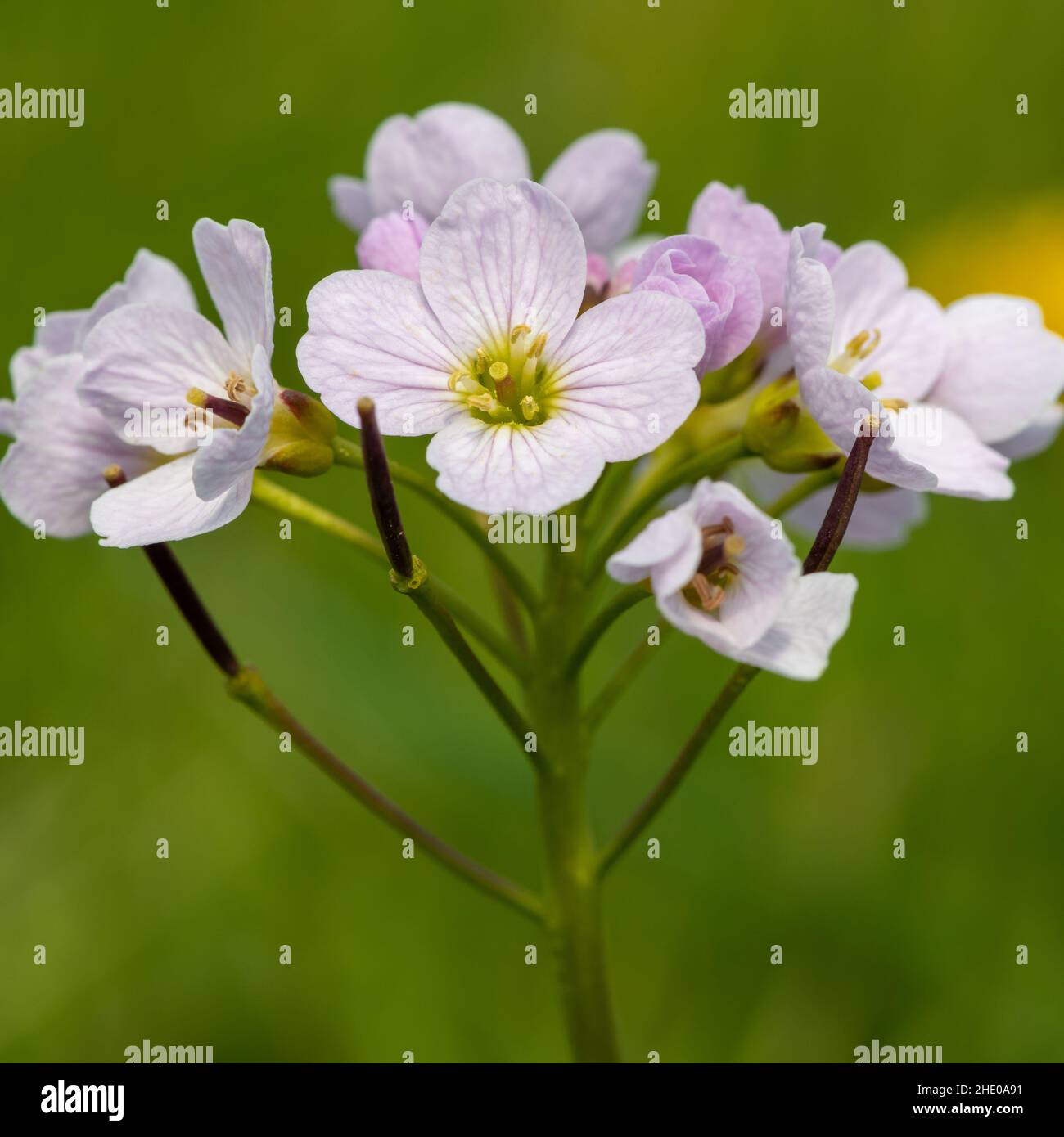Close up of a cuckoo flower (cardamine pratensis) in bloom Stock Photo ...