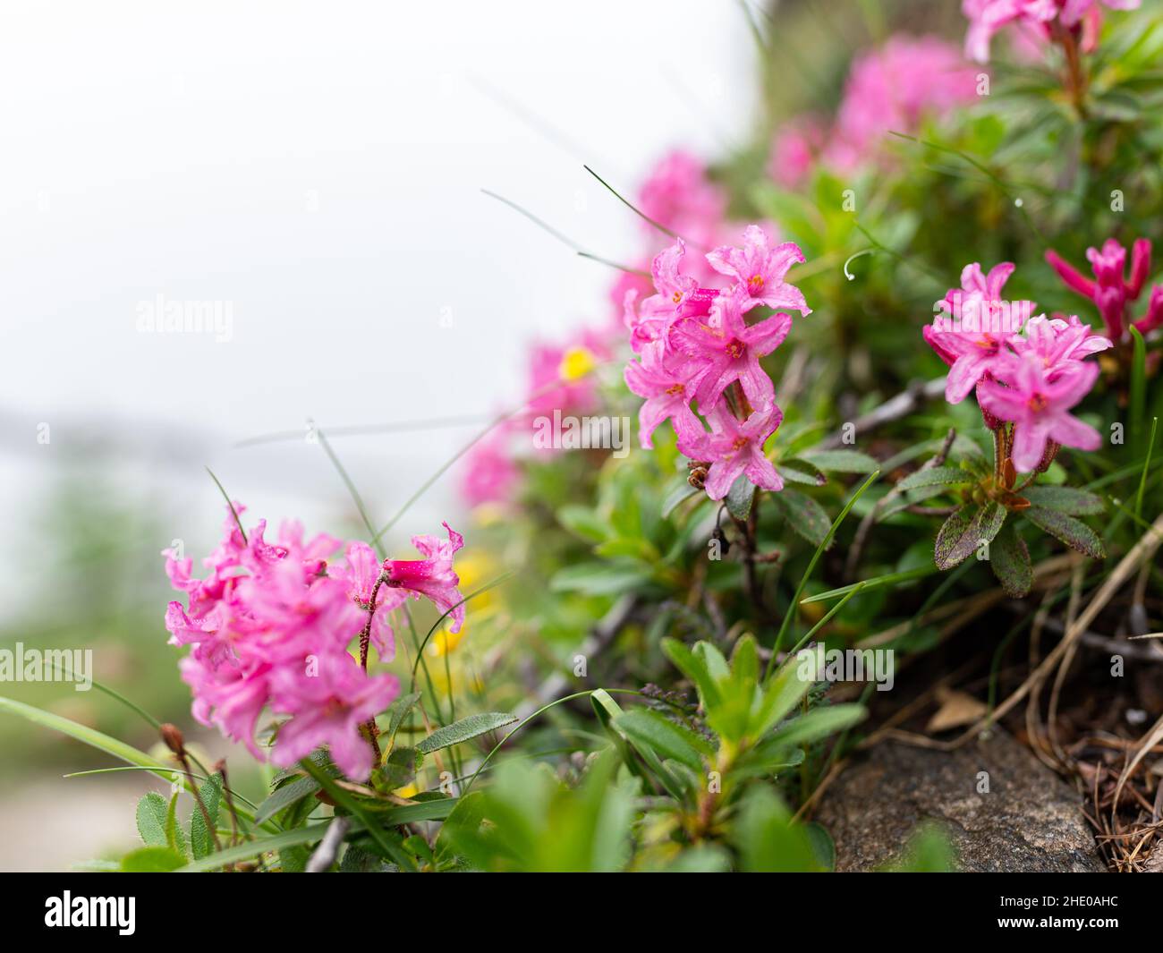 Closeup of a flowering hairy alpenrose (Rhododendron hirsutum) on a cloudy day in summer in the Austrian alps Stock Photo