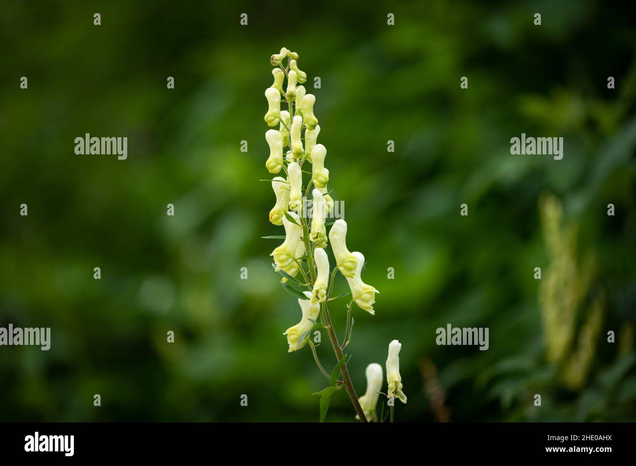 Closeup of a flowering northern wolfs bane (Aconitum lupicida), cloudy day in summer in the Austrian Alps Stock Photo