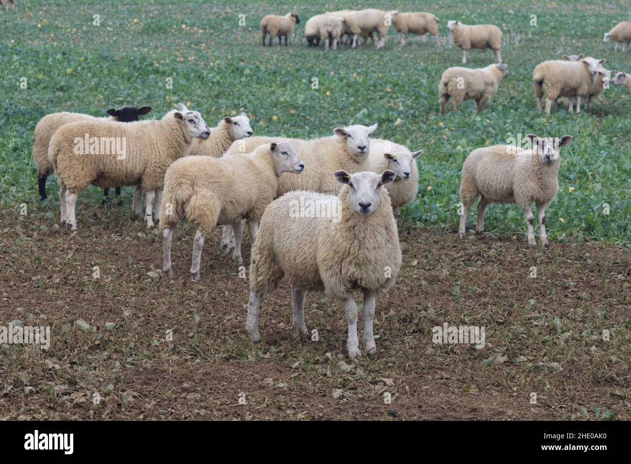 Field of sheep Stock Photo