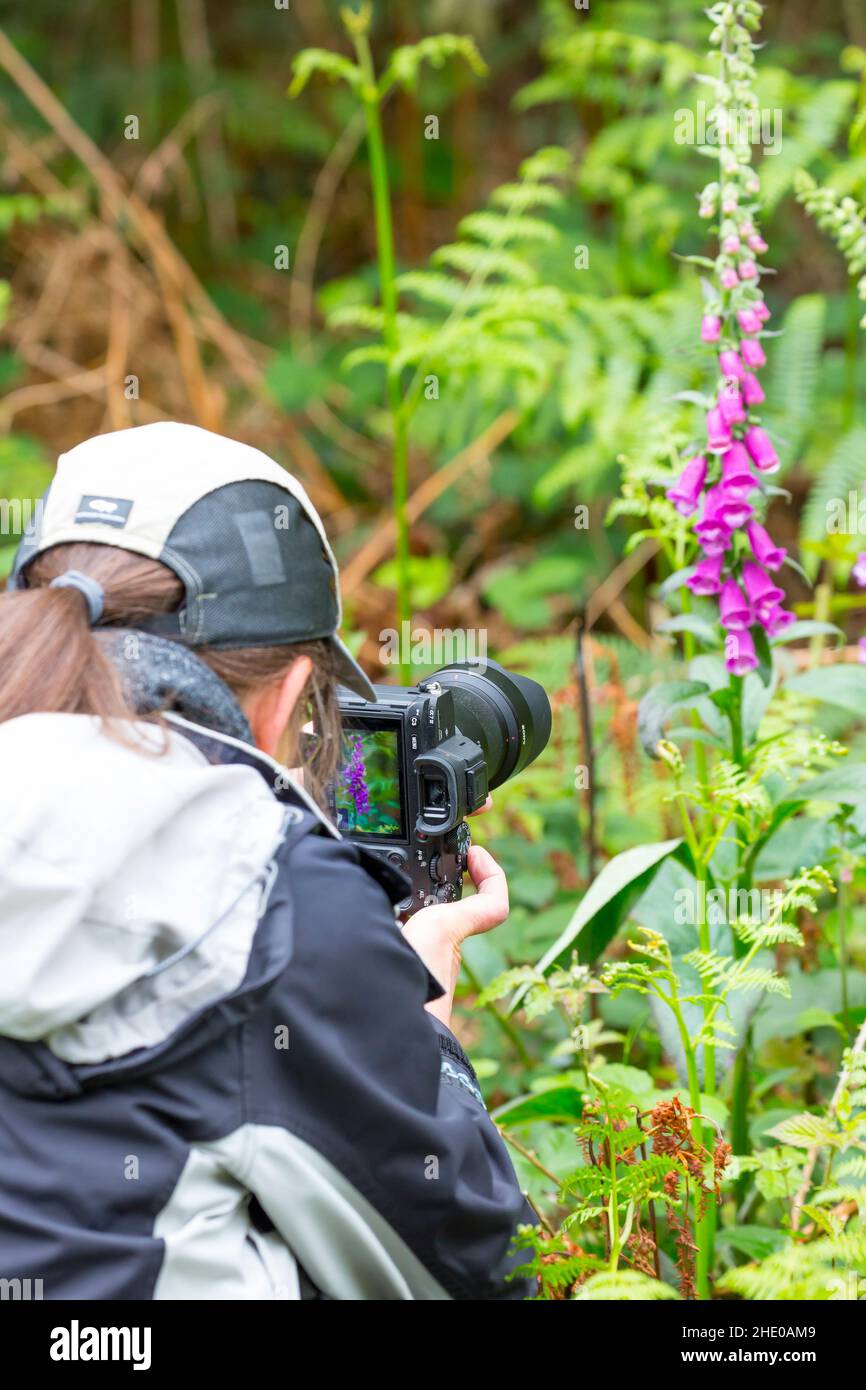 Woman with camera taking pictures of plants in a UK woodland Stock ...