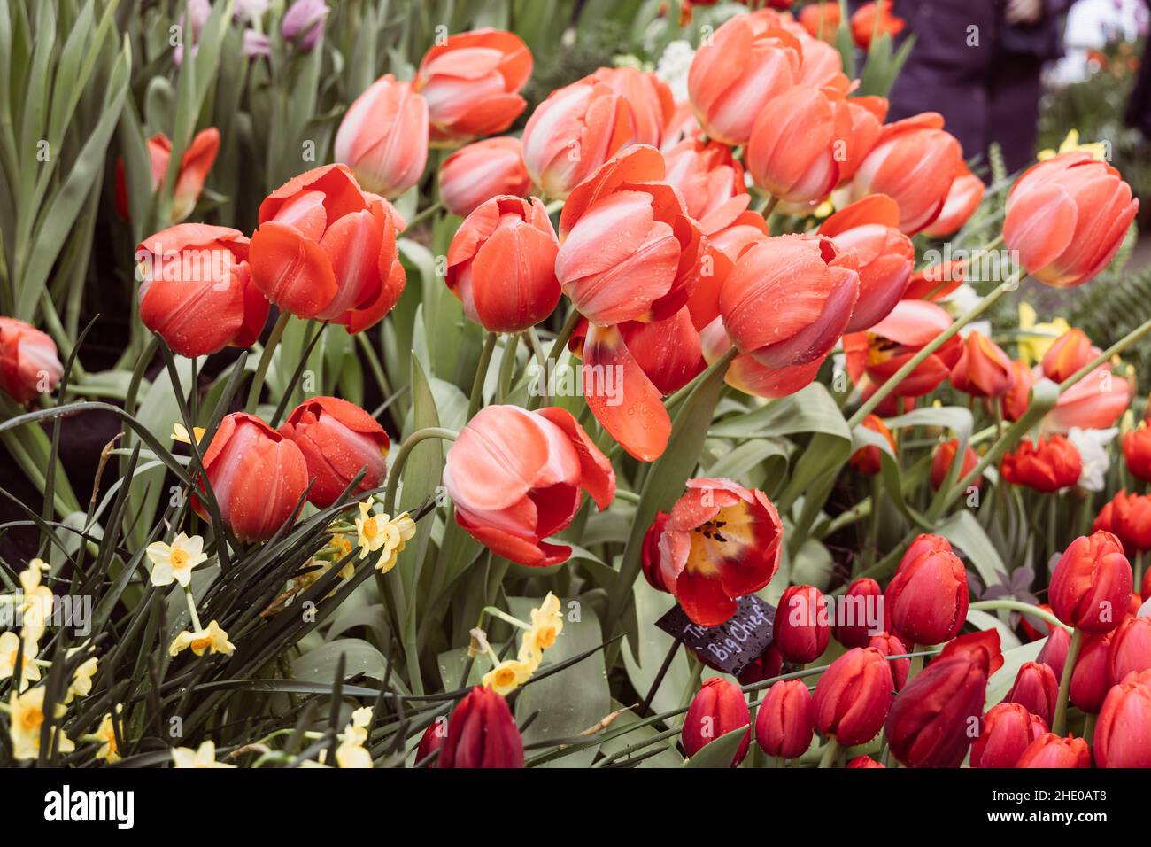 Pinky red Darwin Hybrid tulips Big Chief bloom in a garden Stock Photo
