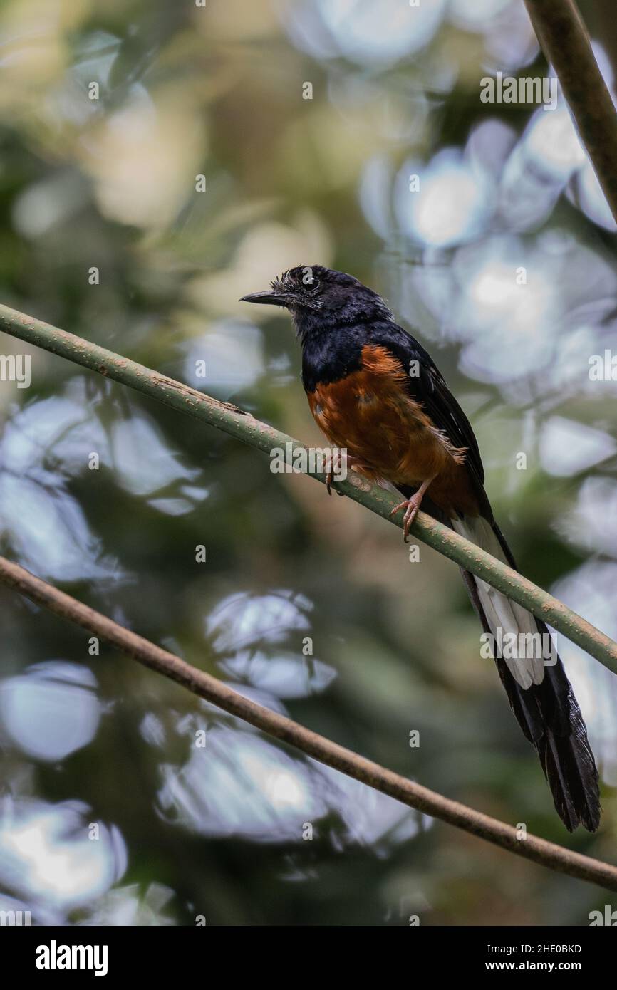 Vertical shot of a white-rumped shama bird perched on a branch Stock Photo