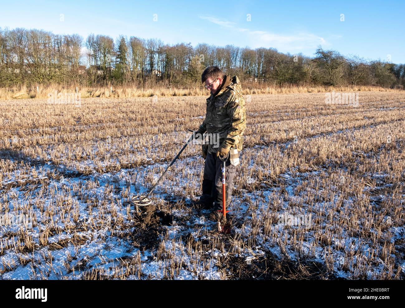 A man using metal detector to look for buried coins in a farmers field, West Lothian, Scotland. Stock Photo