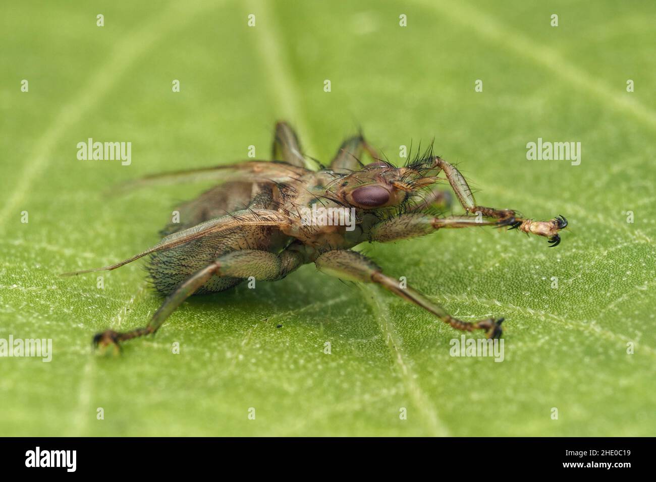 Louse fly (Stenepteryx hirundinis) at rest on leaf. Tipperary, Ireland Stock Photo