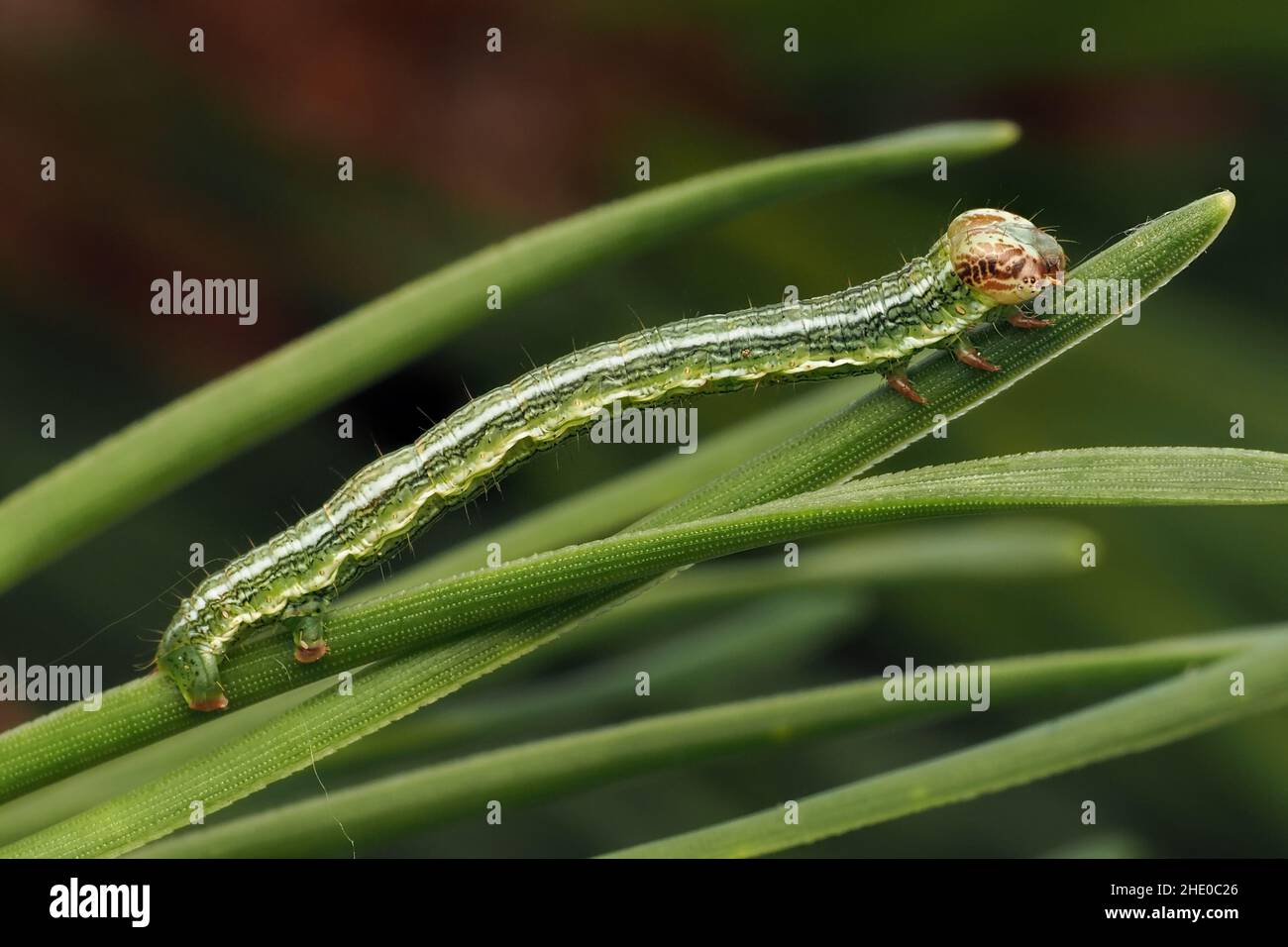 Tawny-barred Angle moth caterpillar (Macaria liturata) crawling on pine needles. Tipperary, Ireland Stock Photo